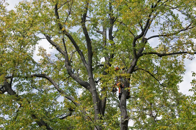 Forestry Thinning