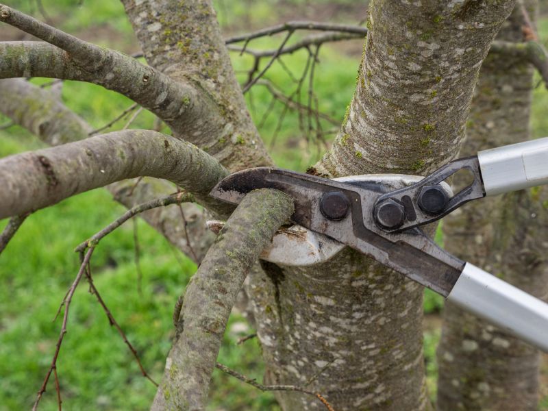 Forestry Thinning