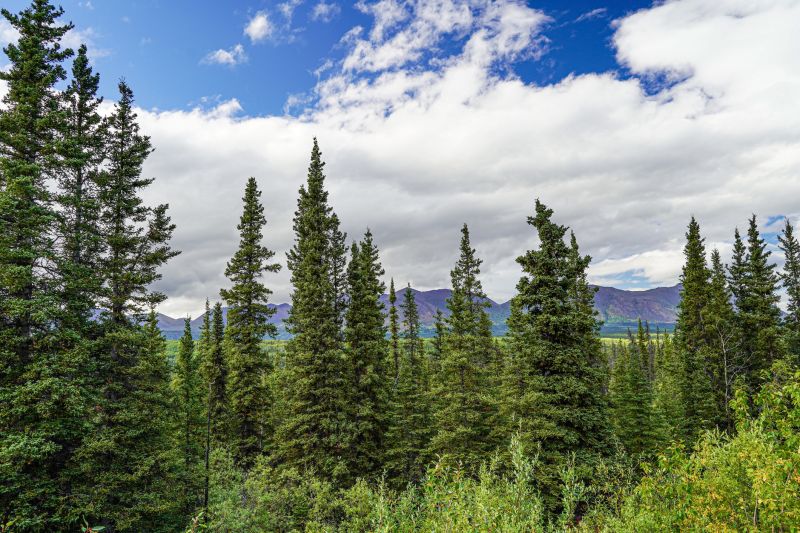 Forestry Thinning