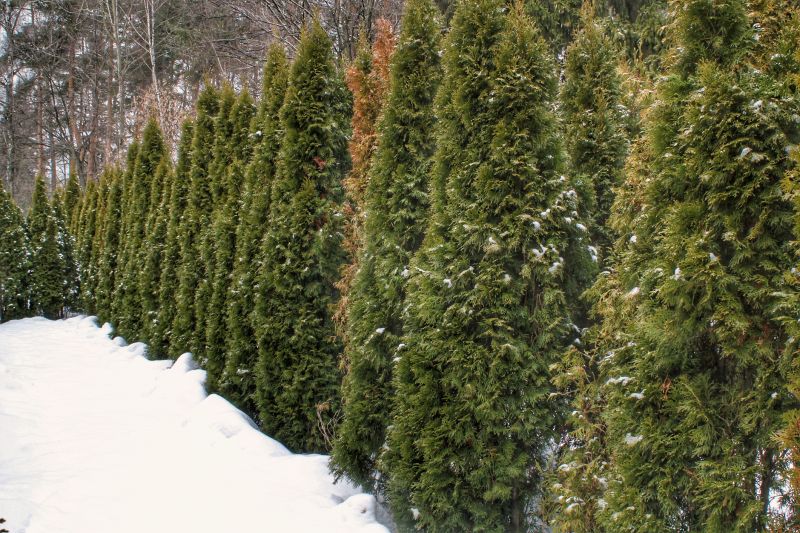 Forestry Thinnings in Winter