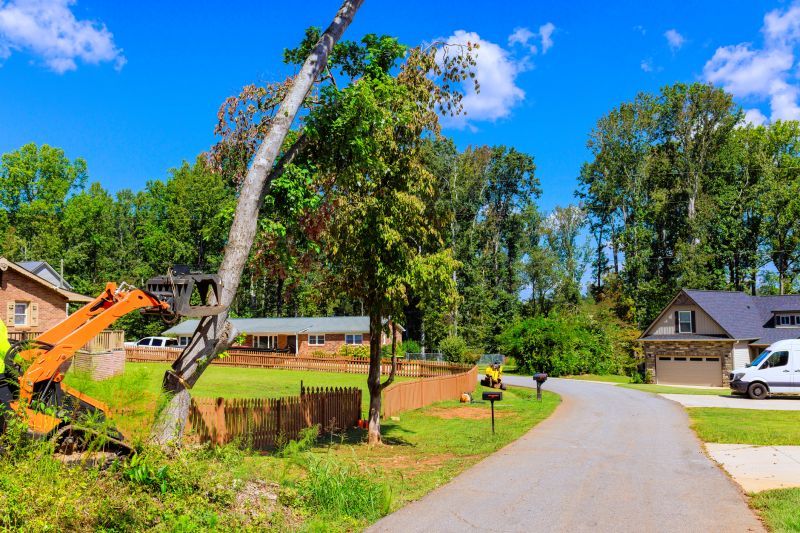 Tree Removal in Progress