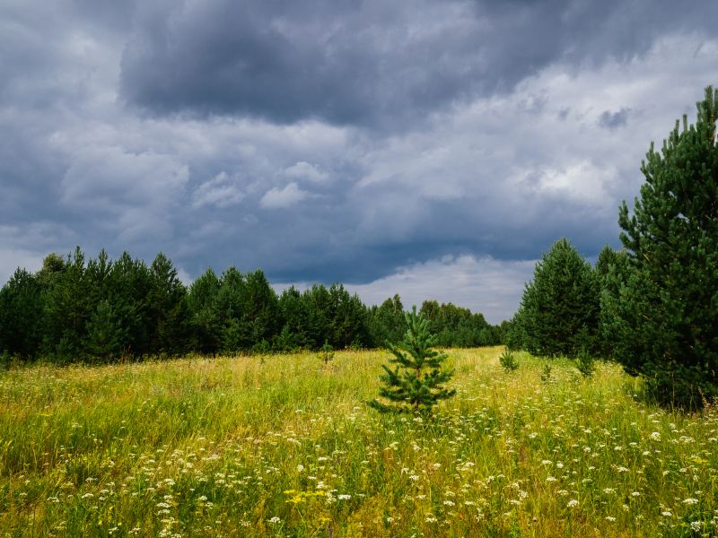 Pasture Clearing in Marietta, GA